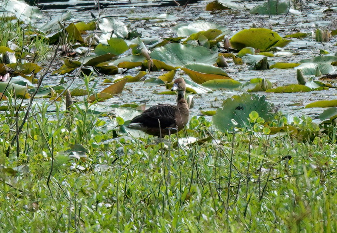 Fulvous Whistling-Duck - ML439101761