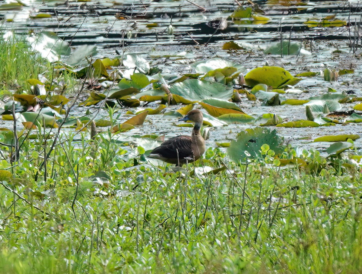 Fulvous Whistling-Duck - ML439101771