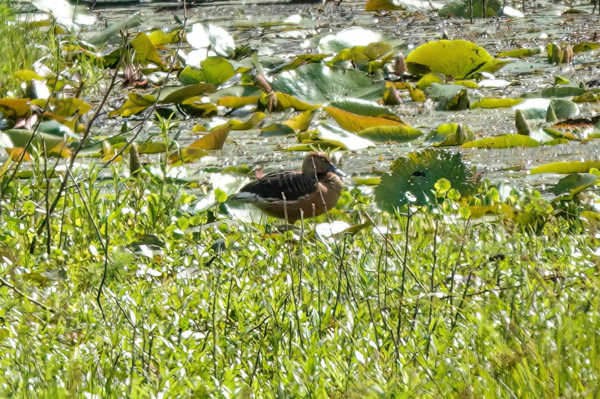 Fulvous Whistling-Duck - ML439101781