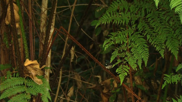 Black-throated Blue Warbler - ML439102