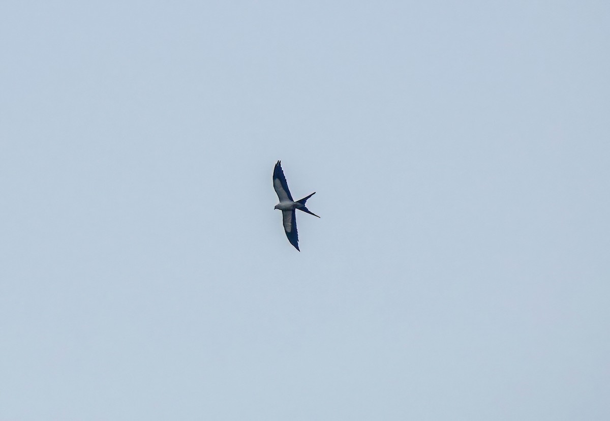 Swallow-tailed Kite - ML439102721
