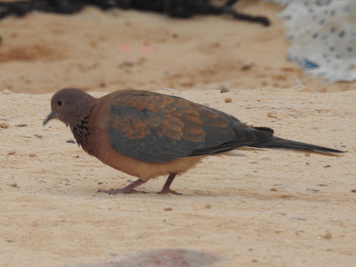 Laughing Dove - ML439104021
