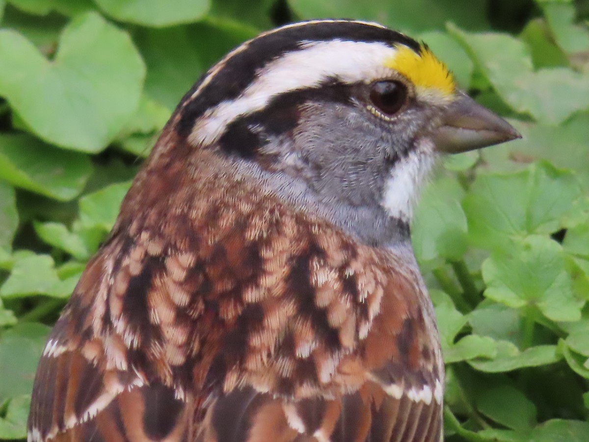White-throated Sparrow - ML439105041