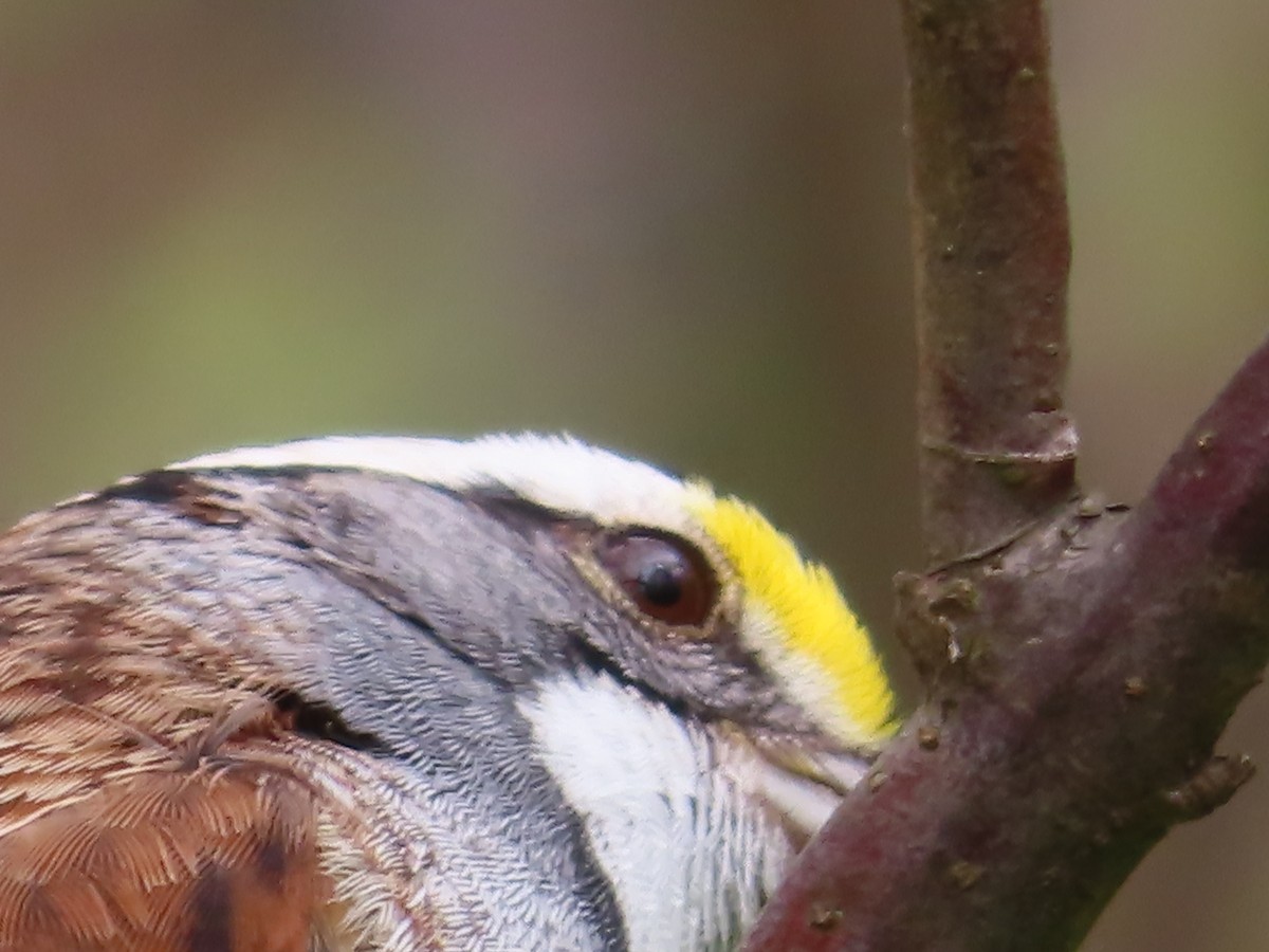 White-throated Sparrow - ML439105061