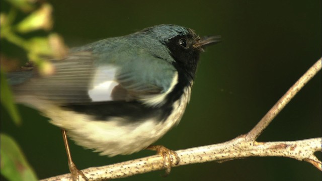 Black-throated Blue Warbler - ML439106