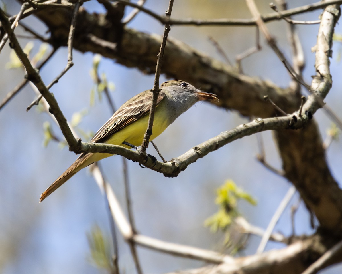 Great Crested Flycatcher - ML439106091