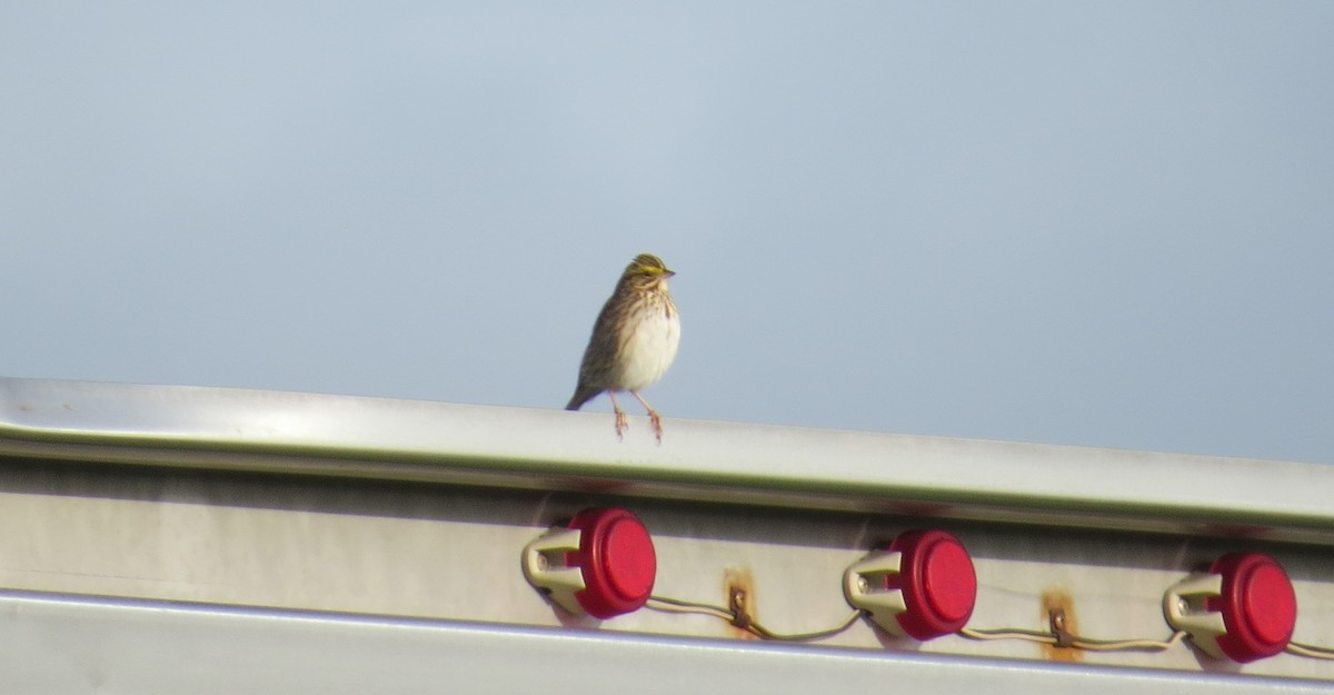 Savannah Sparrow - Nick Dawson