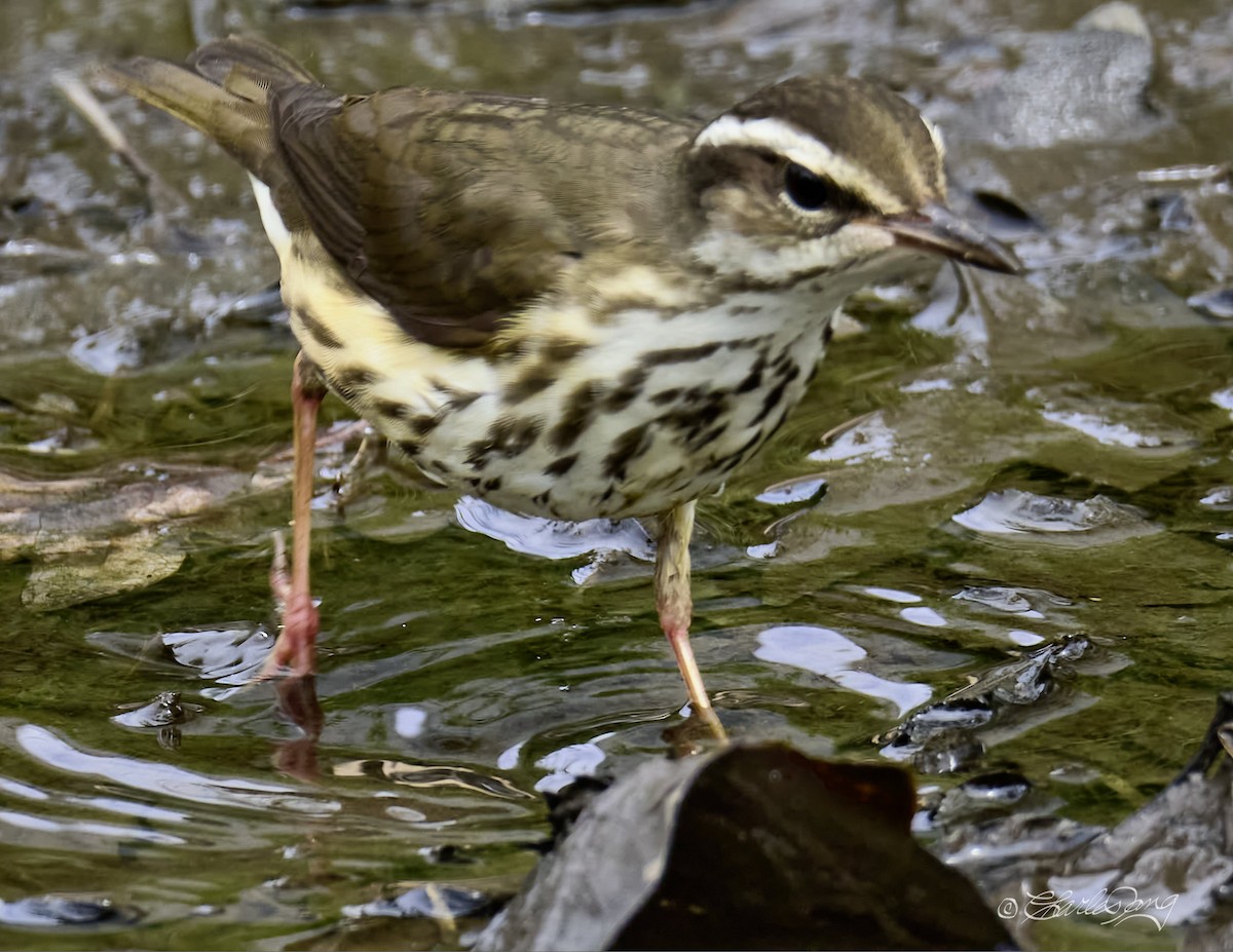 Louisiana Waterthrush - ML439106611