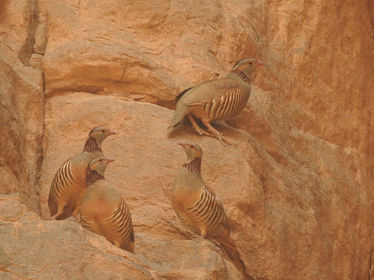 Barbary Partridge - César María Aguilar Gómez