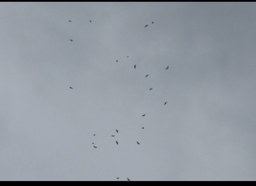 Broad-winged Hawk - ML439108491