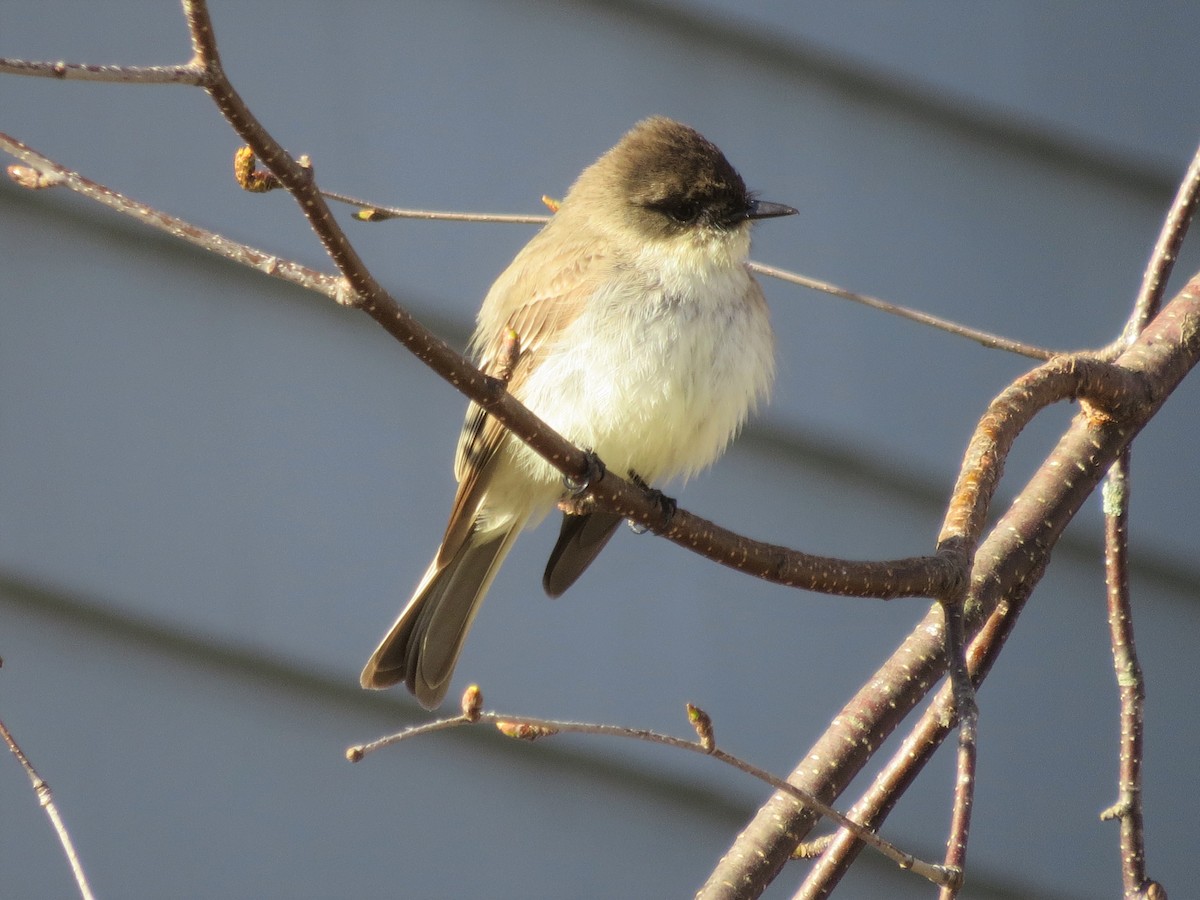 Eastern Phoebe - ML439108741