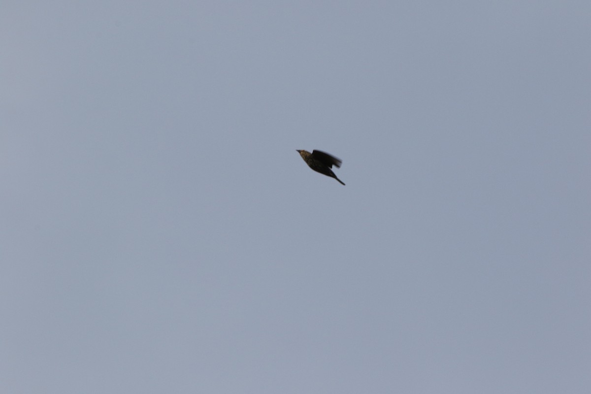 Yellow-headed Blackbird - ML439110051