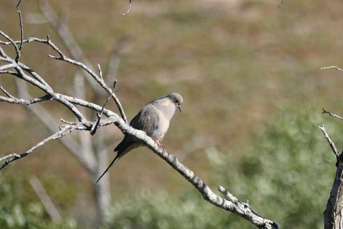 Mourning Dove - ML439110441