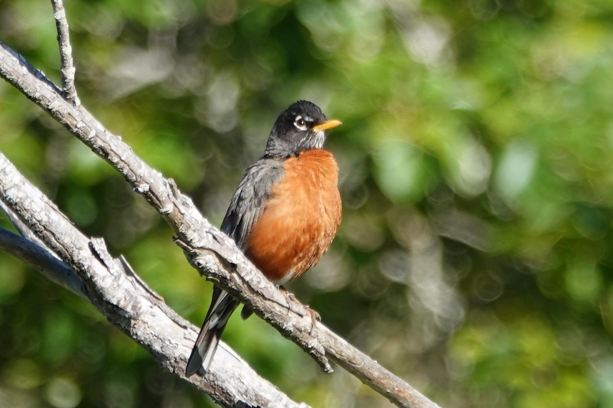 American Robin - ML439110941