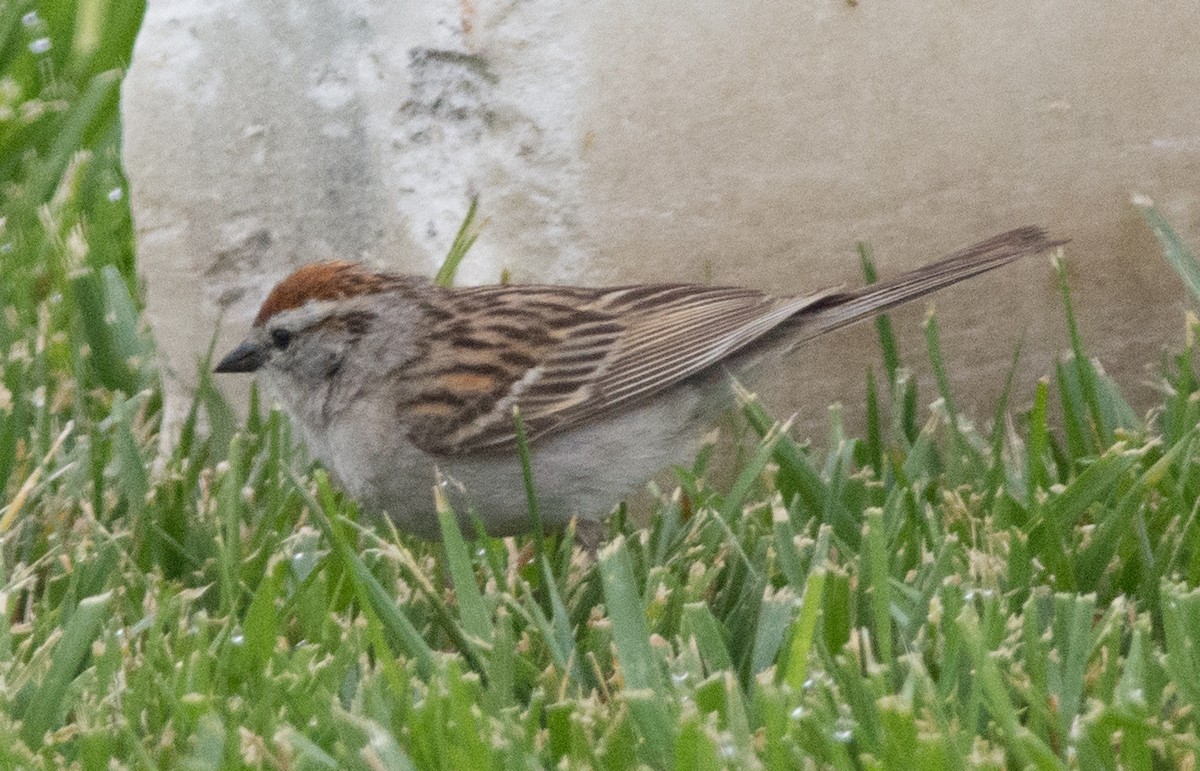 Chipping Sparrow - ML439112491