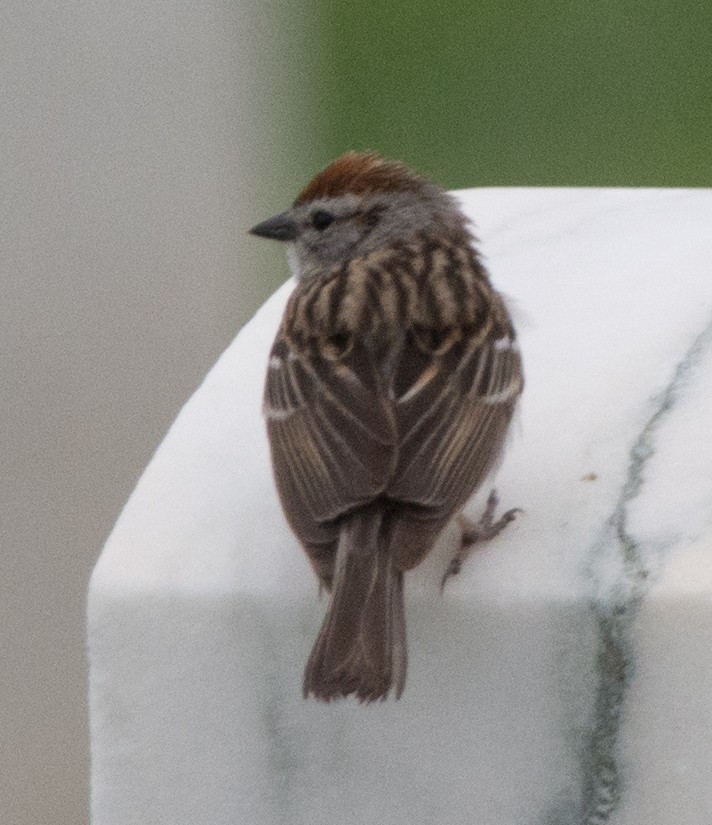 Chipping Sparrow - ML439112501