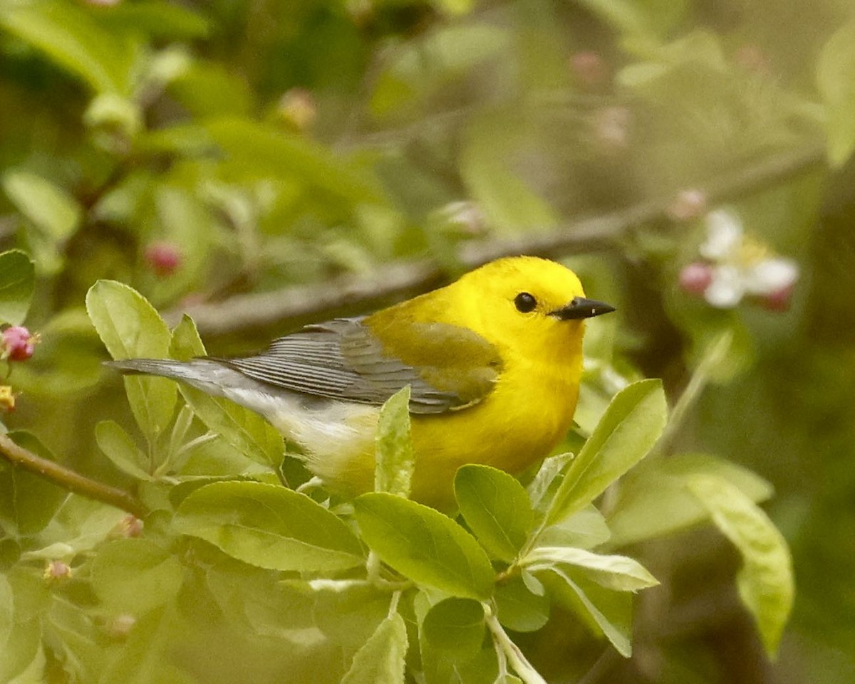 Prothonotary Warbler - ML439113401