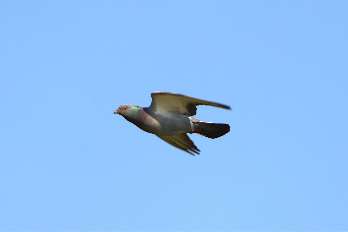 Rock Pigeon (Feral Pigeon) - ML439113671