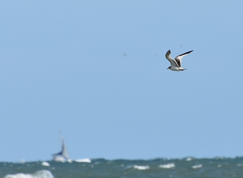 Sabine's Gull - Carlos Sanchez