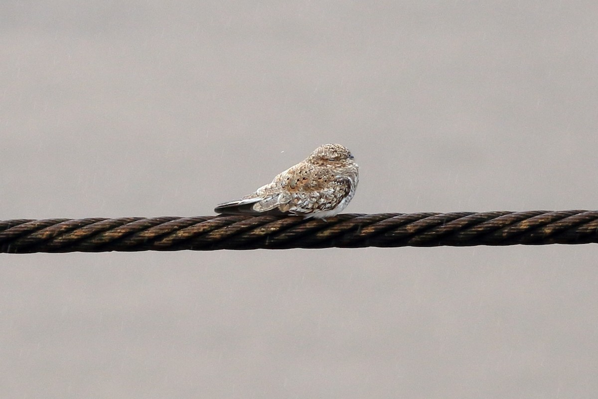 Sand-colored Nighthawk - ML439115841