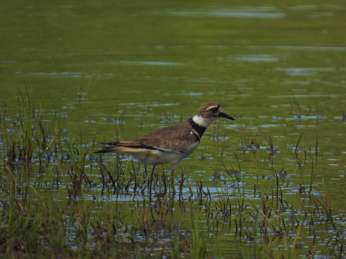 Killdeer - ML439116551