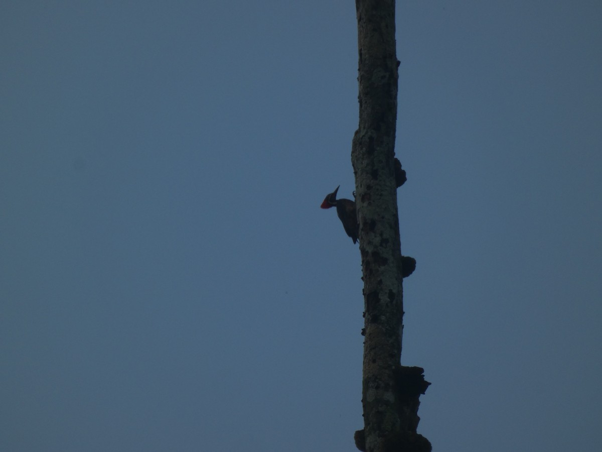 Lineated Woodpecker - ML439117681