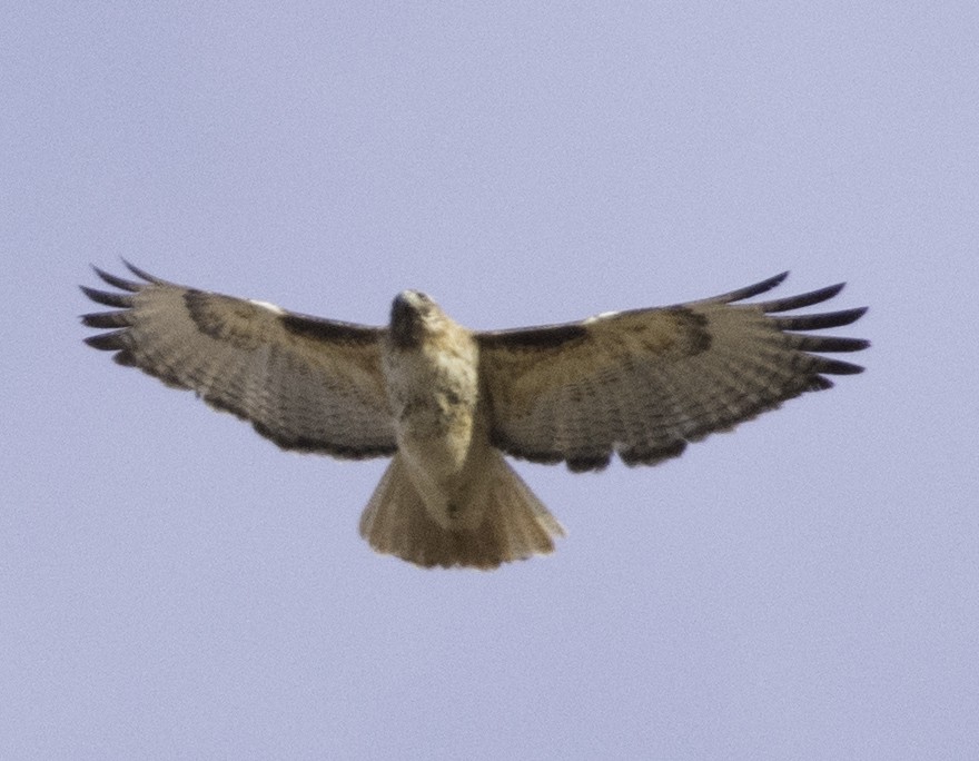 Red-tailed Hawk - ML439117971