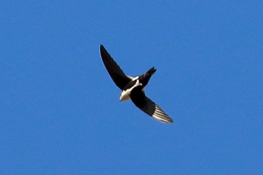 White-throated Swift - Jeffrey Fenwick