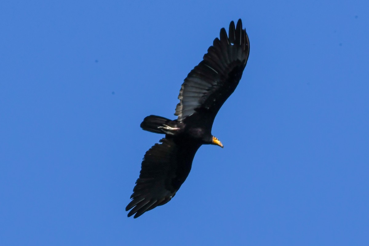 Greater Yellow-headed Vulture - ML439118851