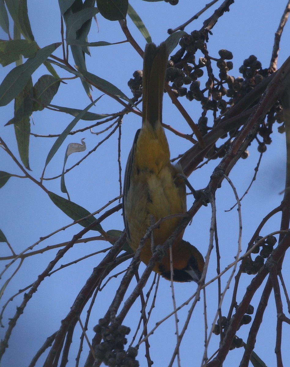 Streak-backed Oriole - logan kahle