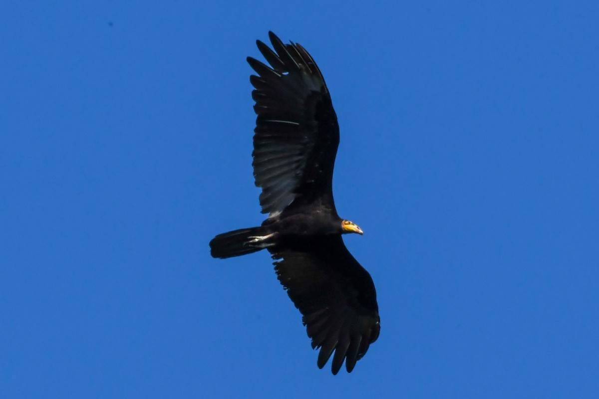 Greater Yellow-headed Vulture - ML439119131