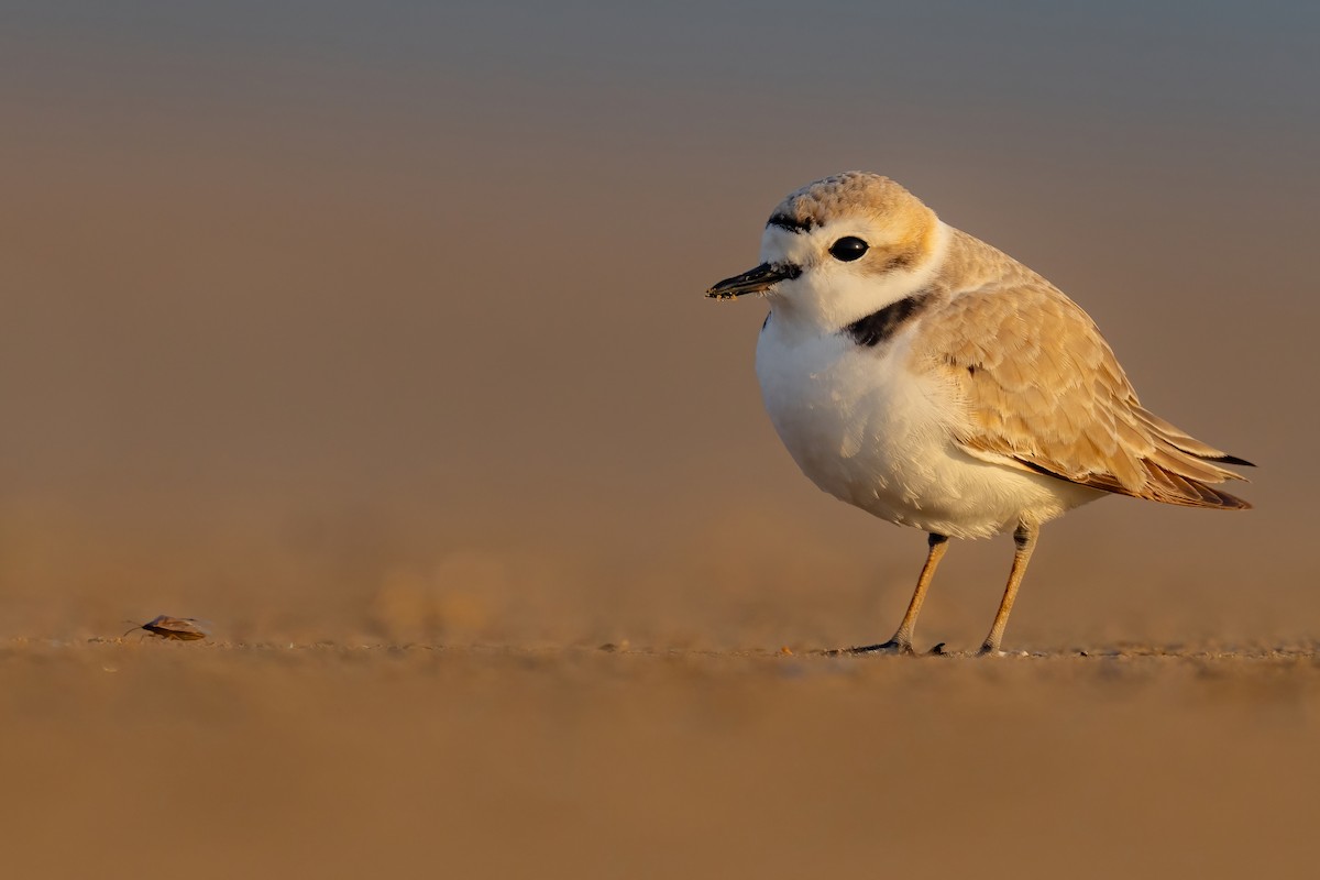 Snowy Plover - ML439120171