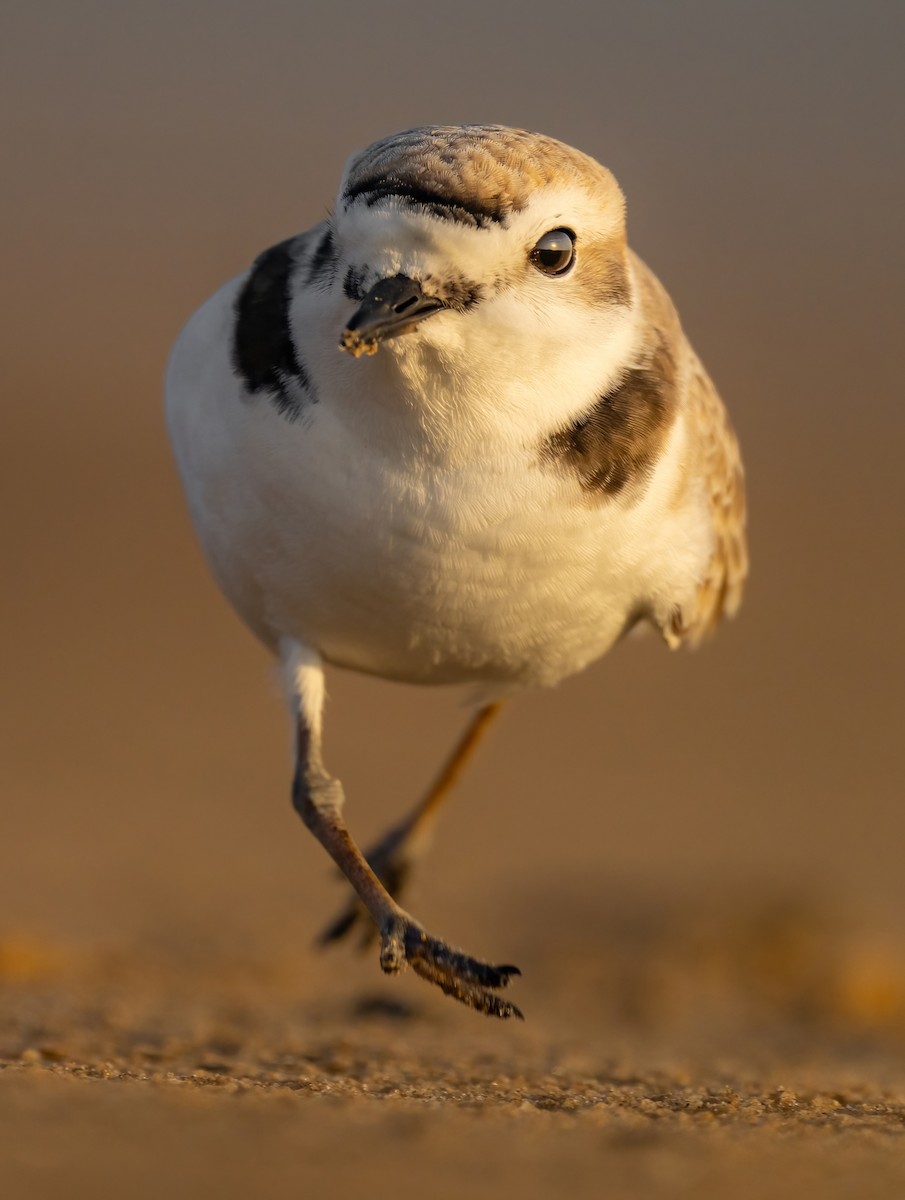 Snowy Plover - ML439120191