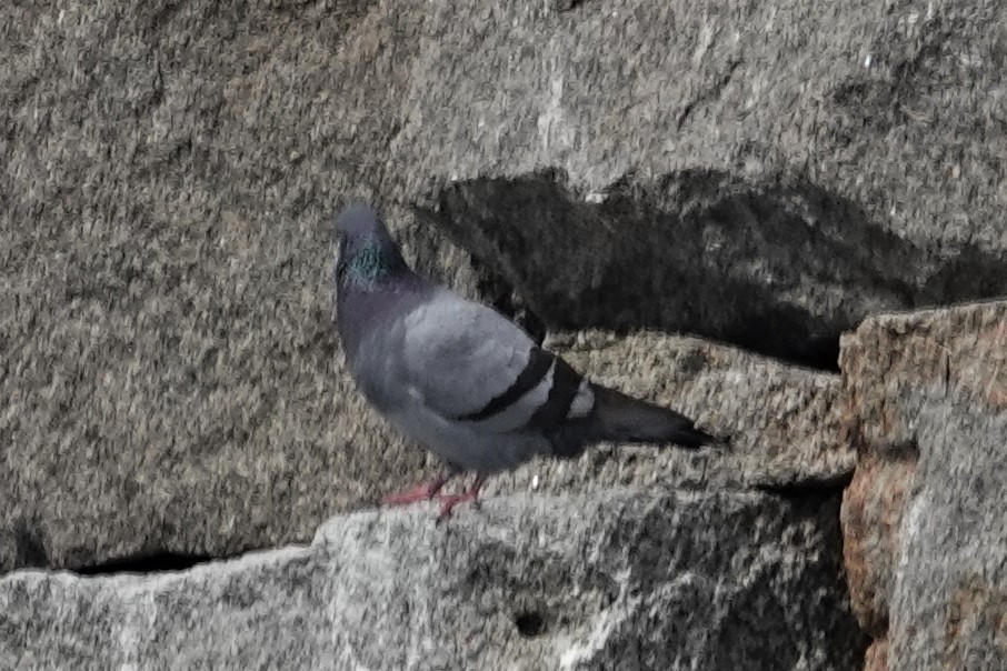 Rock Pigeon (Feral Pigeon) - ML439120571