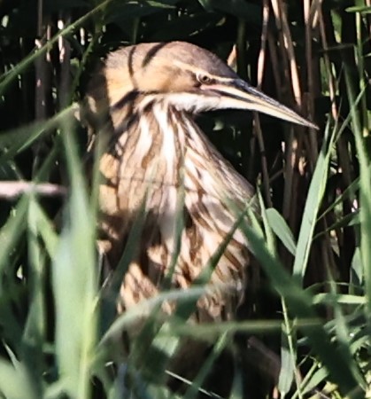 American Bittern - joan garvey