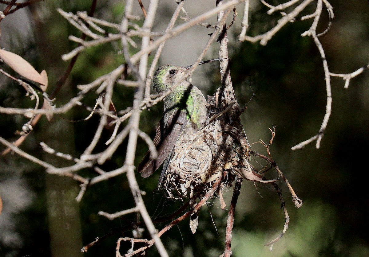 Black-chinned Hummingbird - ML439122621