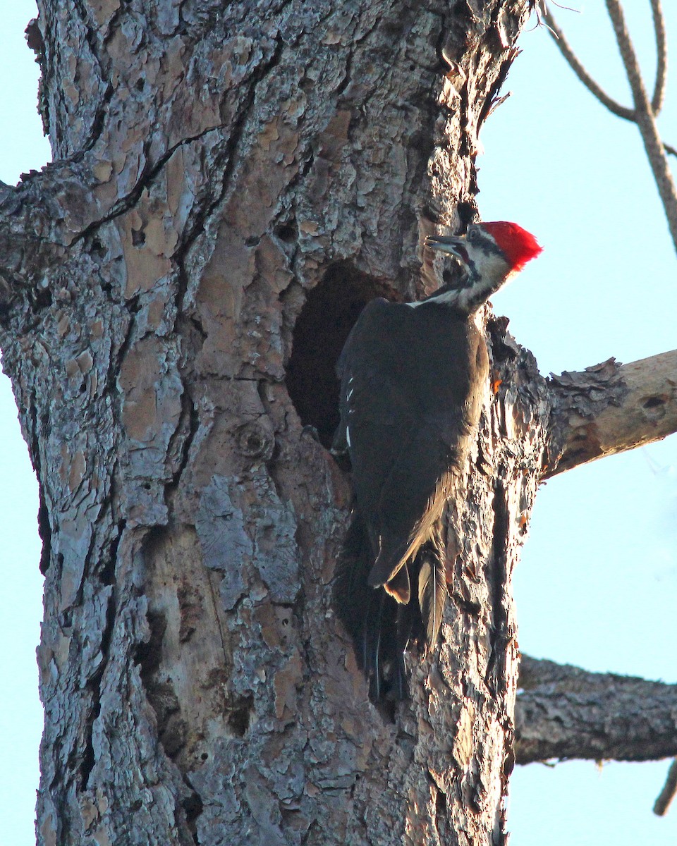 Pileated Woodpecker - ML439123361