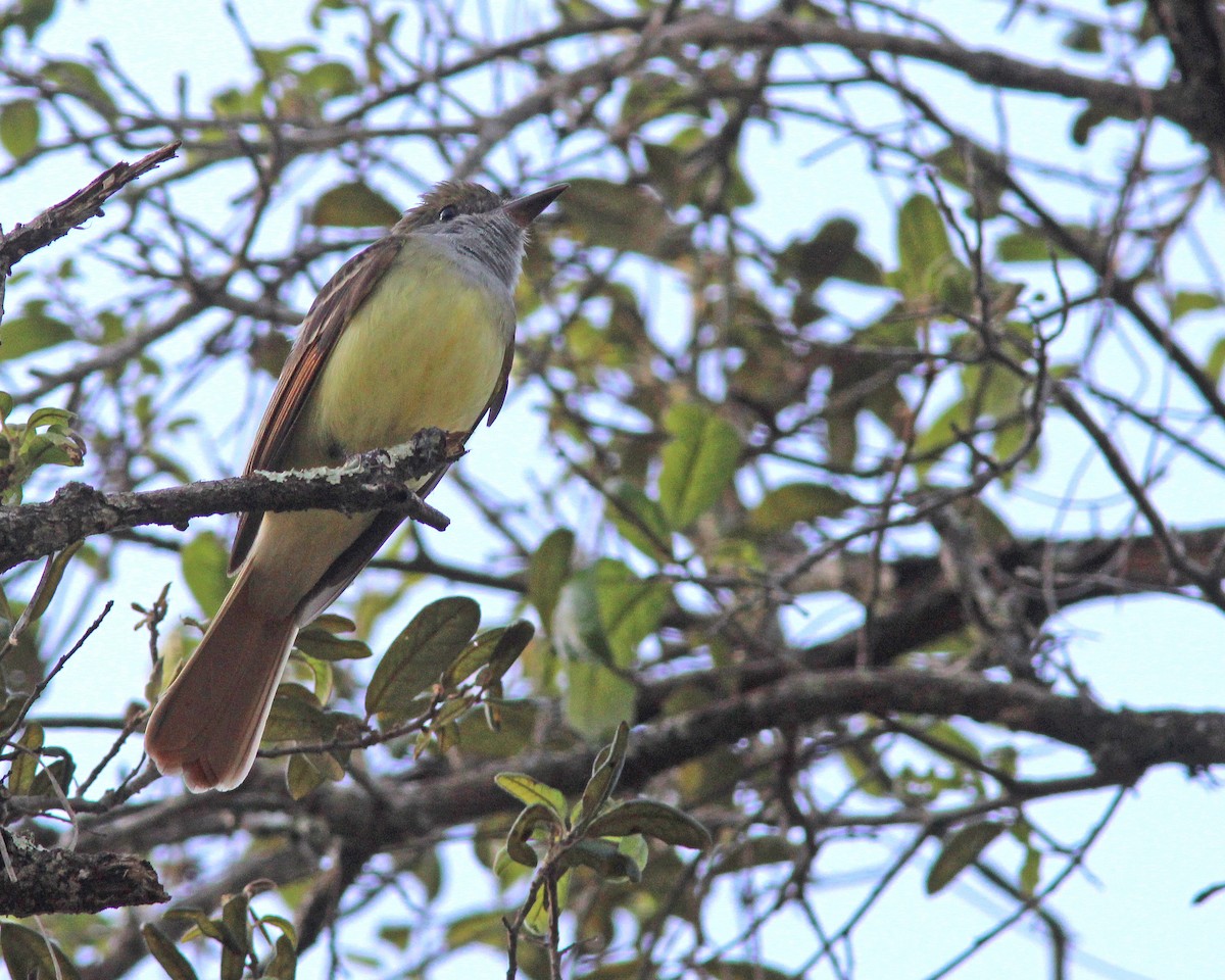 Great Crested Flycatcher - ML439123391