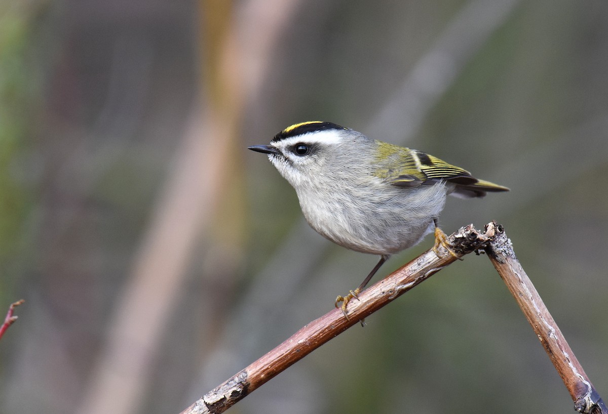 Golden-crowned Kinglet - Jason Vassallo