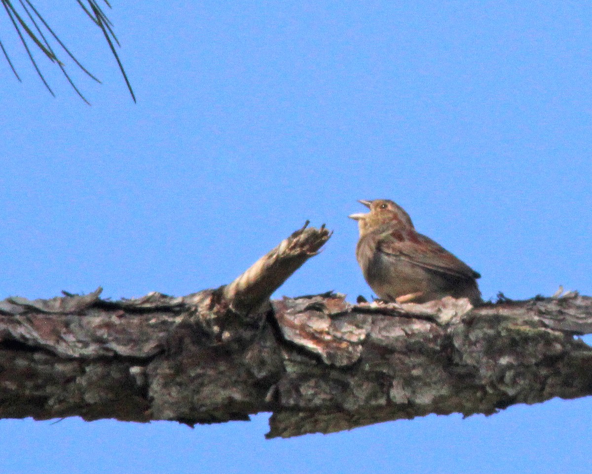 Bachman's Sparrow - ML439123601