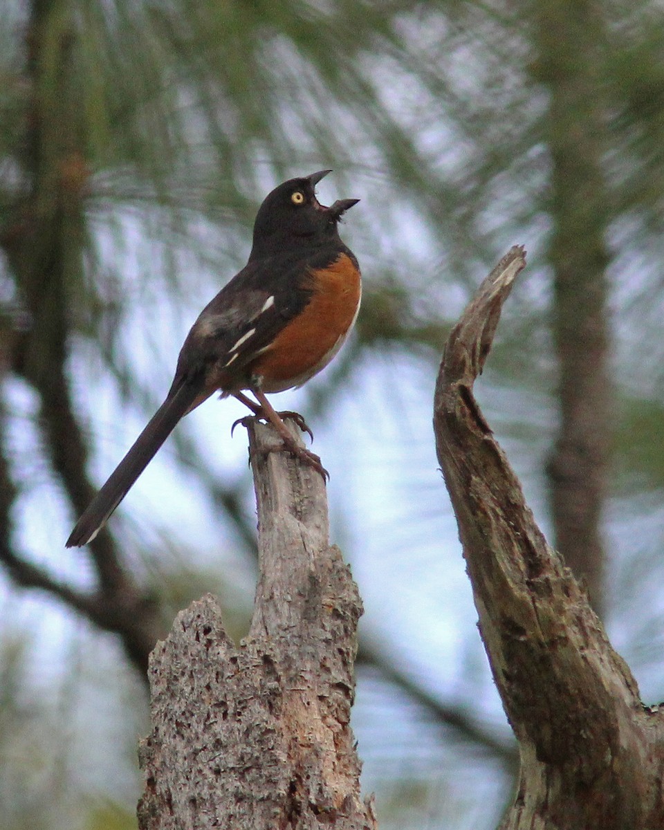 Eastern Towhee - ML439123801