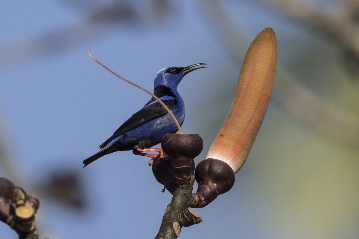 Red-legged Honeycreeper - ML439124641