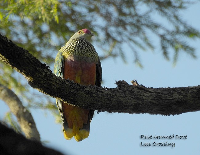 Rose-crowned Fruit-Dove - ML43912491