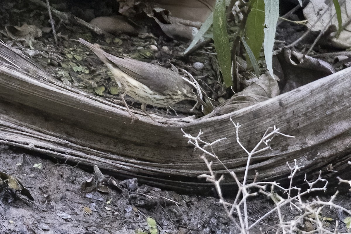 Louisiana Waterthrush - ML439124971