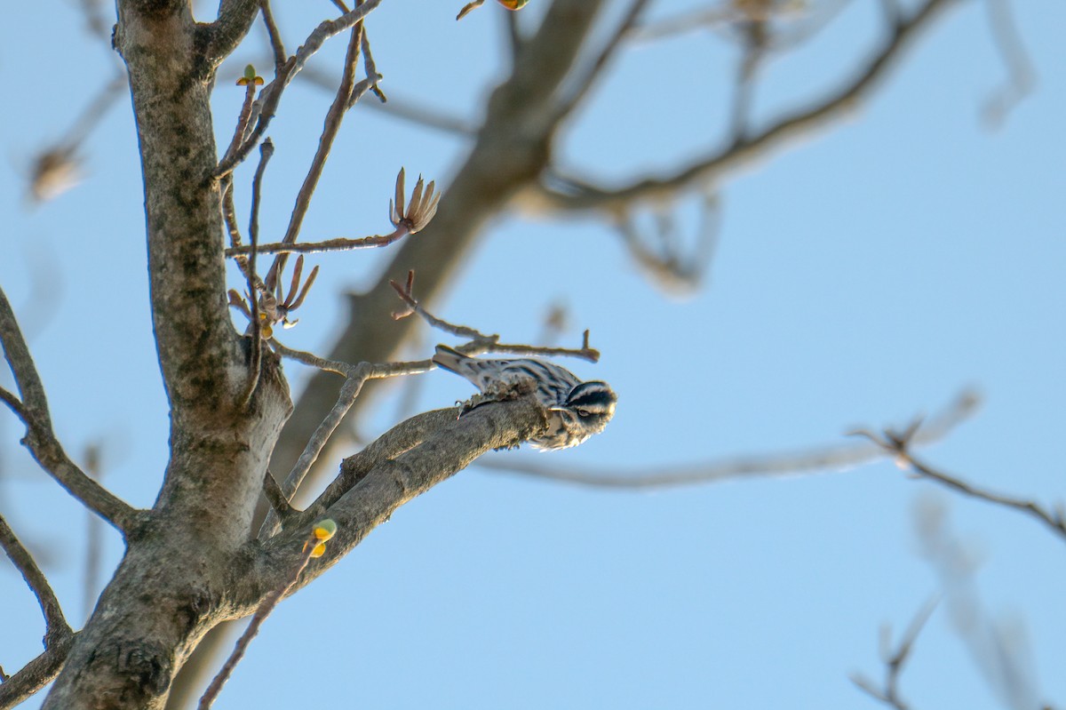 Black-and-white Warbler - ML439125041