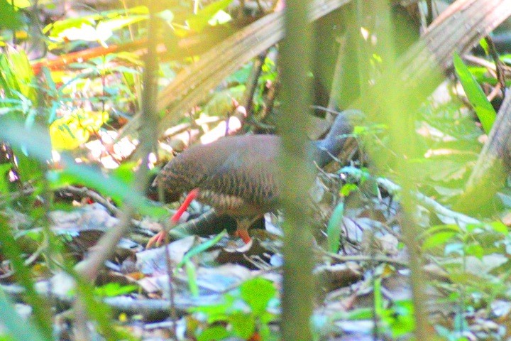 Thicket Tinamou - ML439125171