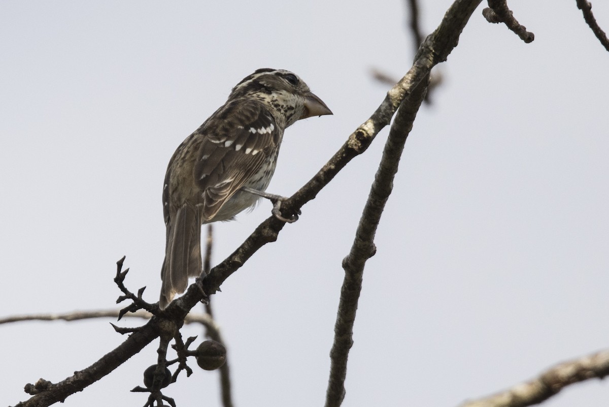 Rose-breasted Grosbeak - Robert Lockett