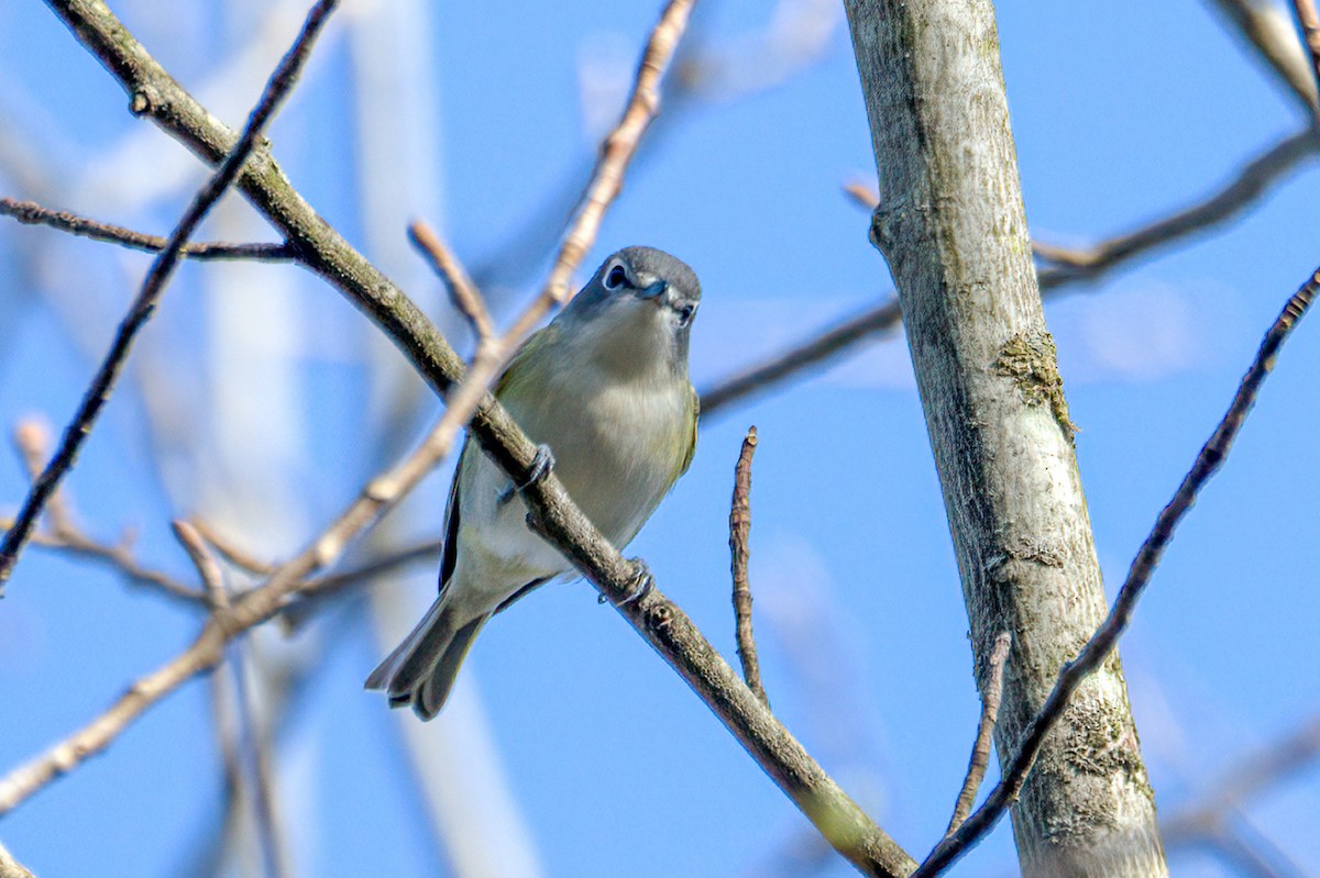 Blue-headed Vireo - ML439125341