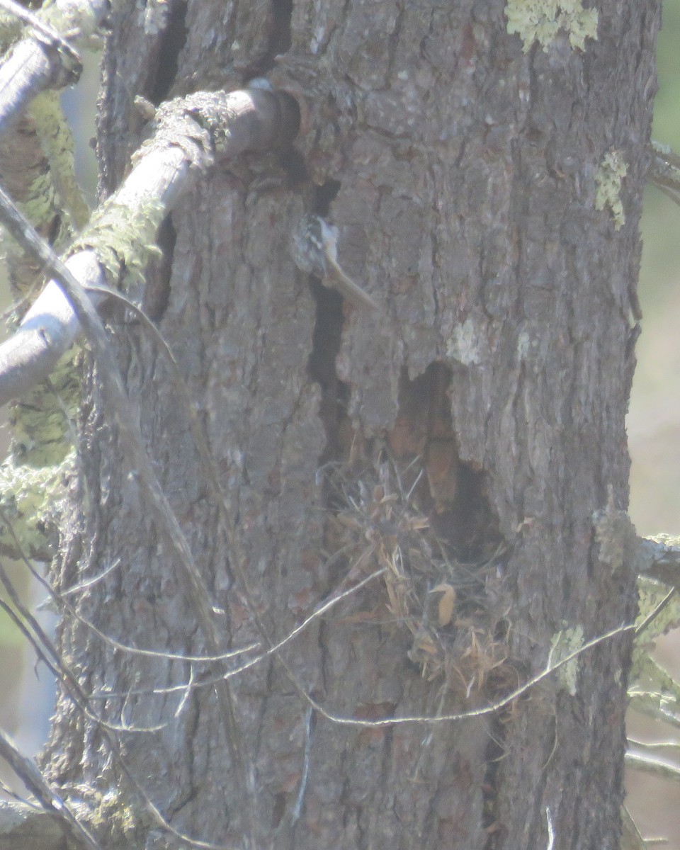 Brown Creeper - Mary Ess-Why