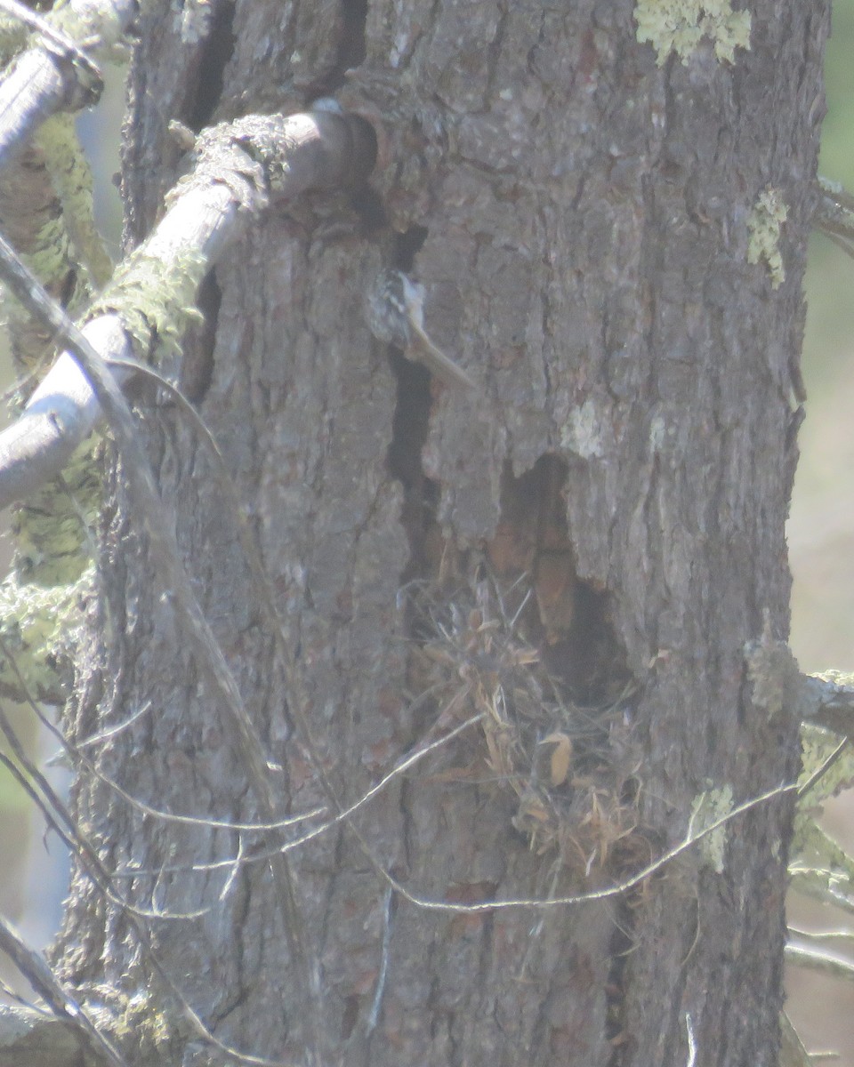 Brown Creeper - ML439125591